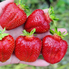 Клубника Мармелада (саженцы, ОКС, 5 шт)