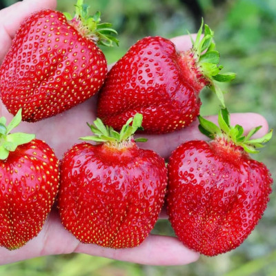 Клубника Мармелада (ОКС) 5штк