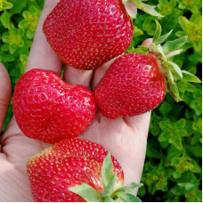 Клубника Маршал (саженцы, ОКС, 5 шт)