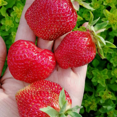 Клубника Маршал (ОКС) 5штк