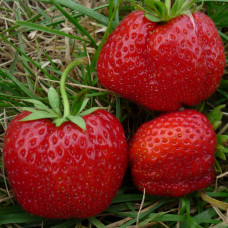 Полуниця Машенька (саджанці, ВКС, 5 шт)