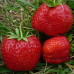 Клубника Машенька (ОКС)5штк