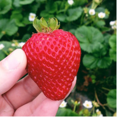 Полуниця Монтерей (саджанці, ВКС, 5 шт)