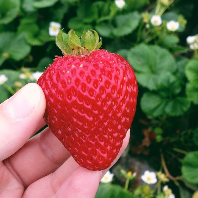 Клубника Монтерей (ОКС) 5штк