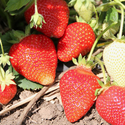 Полуниця Профьюжен (ВКС) 5штк