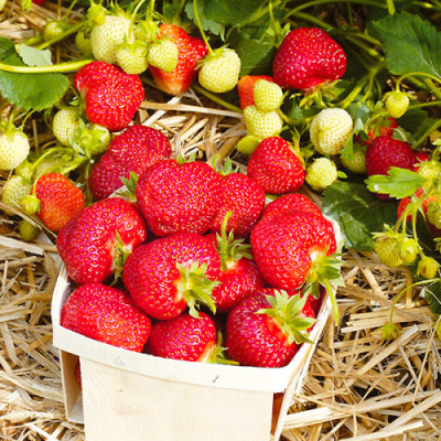 Клубника Референта (ОКС) 5штк