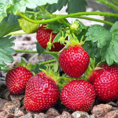 Клубника Сибилла (саженцы, ОКС, 5 шт)