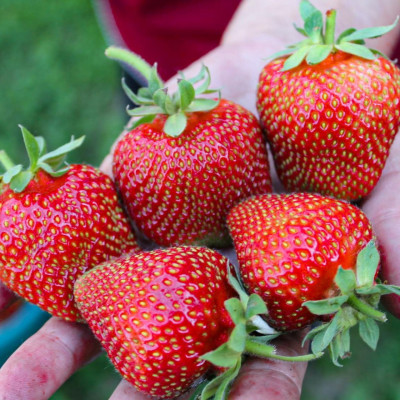 Полуниця Сирія (ВКС) 5штк