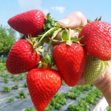 Клубника Сан Андреас (саженцы, ОКС, 5 шт)