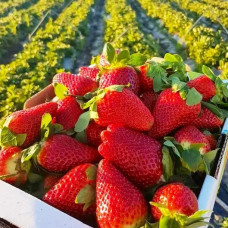 Клубника Тэльма (саженцы, ОКС, 5 шт)