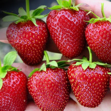 Клубника Вибрант (саженцы, ОКС, 5 шт)