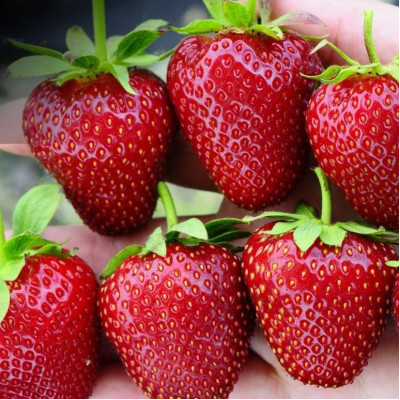Клубника Вибрант (ОКС) 5штк