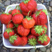 Клубника Зефир (ОКС)5штк