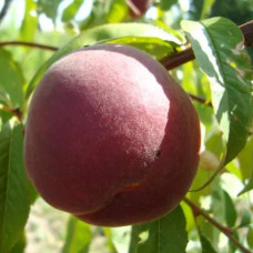 Персик Азорит (саженцы)