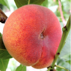 Персик інжирний Бельмондо (саджанці)