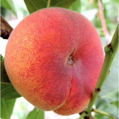 Персик инжирный Бельмондо / двухлетний