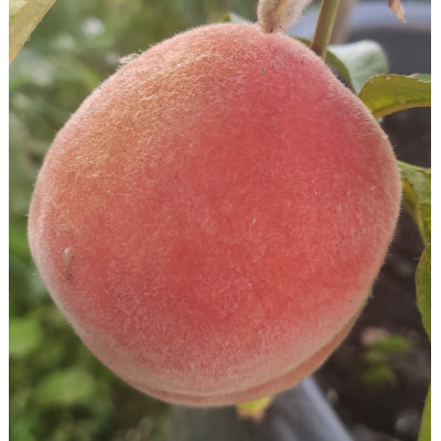 Персик Биг Хани (саженцы)