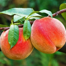 Персик Харроу Даймонд (саджанці, дворічні)