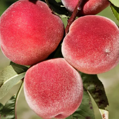 Персик Харбингер (саженцы)