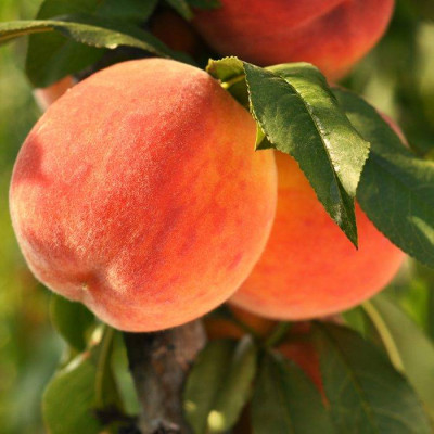 Персик Кардинал (саджанці, ЗКС)