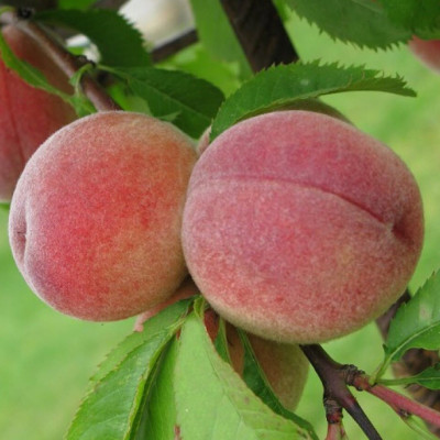 Персик Київський