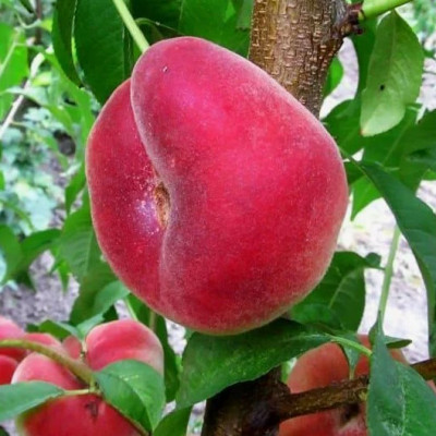 Персик Інжирний Нікітський / дворічний