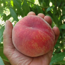 Персик Посол миру (саджанці)
