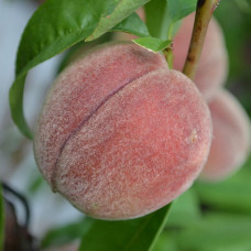 Персик Пушистый Ранний (саженцы, двухлетние)