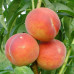 Персик Редхейвен / дворічний