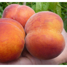 Персик Санрайз (саджанці)