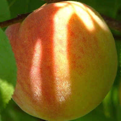 Персик Солнечный (саженцы)