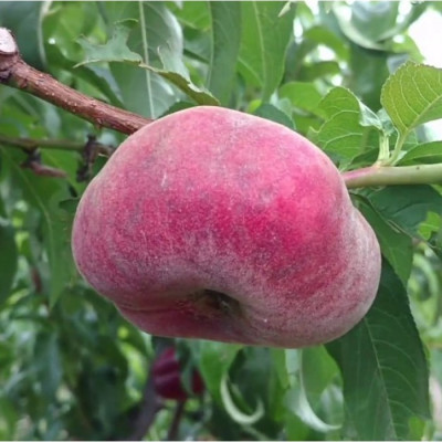 Персик інжирний Уфо (саджанці)