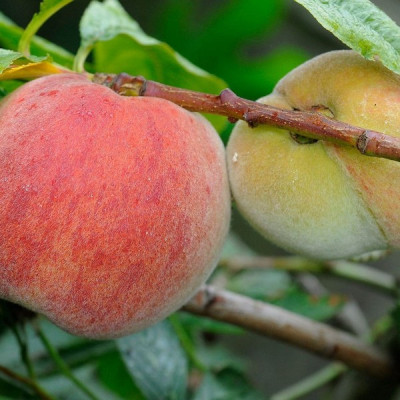 Персик Горіховий (саджанці, дворічні)