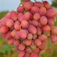 Виноград Анжелика (саженцы)
