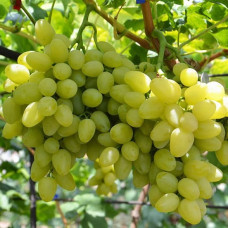 Виноград Бажена (саджанці)