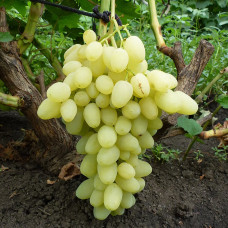 Виноград Зірниця (саджанці)