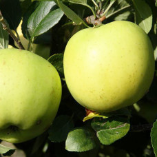 Яблуня Грінслівз (саджанці)