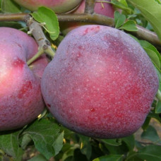 Яблоня Вильямс Прайс (саженцы, двухлетние)