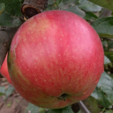 Яблуня Айдаред (саджанці)