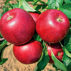 Яблоня Дискавери (саженцы, двухлетние)