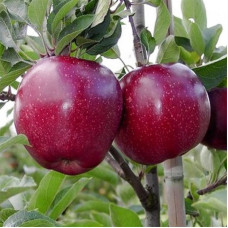 Яблуня Джона Ред Принц (саджанці, дворічні)
