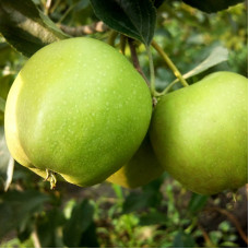 Яблуня Голден Рейнджерс (саджанці)