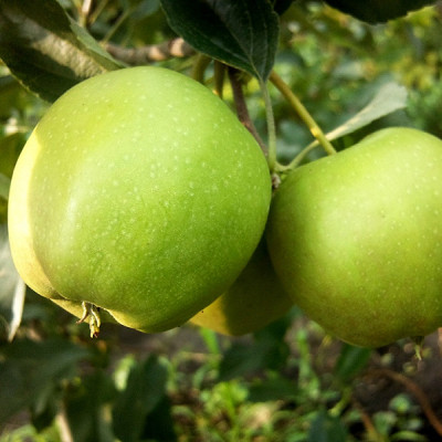 Яблоня Голден Рейнджерс
