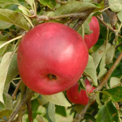 Яблоня Акане (саженцы)