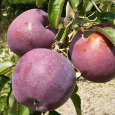 Яблуня Алка (саджанці, дворічні)