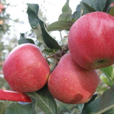 Яблуня Аннагло (саджанці)