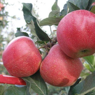 Яблуня Аннагло (саджанці, дворічні)