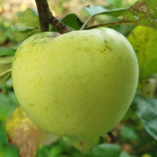 Яблуня Антонівка (саджанці)