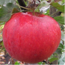 Яблоня Безгуда (саженцы, двухлетние)