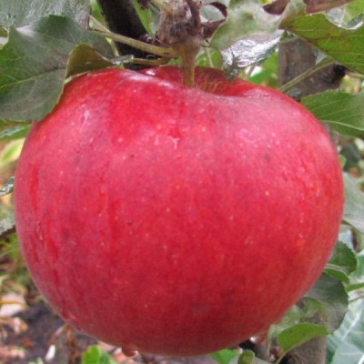 Яблоня Безгуда / двухлетняя